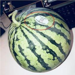 网红吃瓜视频在哪里找到,热门平台及制作技巧大揭秘  第1张